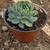 SUCCULENTS: Echeveria and other plants for sale: Large Variety $5 each 11 thumbnail