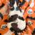 Puppy 1 thumbnail