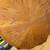 Oak Dining room Table and 6 Chairs 6 thumbnail