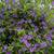 Solanum Patio Tree 10 thumbnail