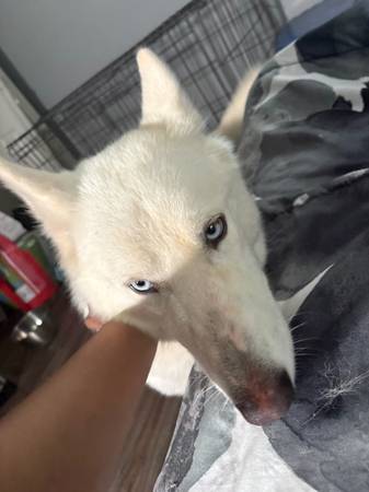 ¡Dos perros en venta! - $250