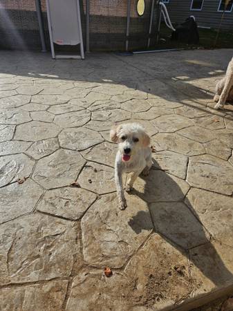 Toy Poodle Needs A Good Home (Triangle)64200663009665122