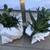 2 seashells full of succulent & jade plants 3 thumbnail