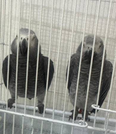 lovely bonded pair of greys with cage 1