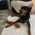 Doberman female 2yrs- free 2 thumbnail