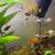 Mickey Mouse, Calico, Red Dalmatian Platy Fish 5 thumbnail
