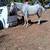 Andalusian Reg 6 thumbnail