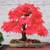 Japanese Red Maple trees 2-3 feet tall 3 thumbnail
