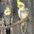 Cockatiels 3 thumbnail