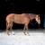 Horses 16 thumbnail