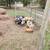 Kunekune 1 thumbnail