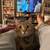 Cats that need more love 9 thumbnail