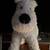 Tintin Comic Book Dog Snowy (Milou) 1 thumbnail