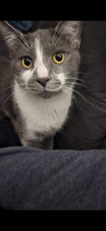 Gatito joven amigable y adorable (Cleveland/Lakewood)63686604996483120