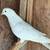 Iranian High Flyer Pigeons for Sale 6 thumbnail