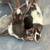 Feeder rats 4 thumbnail