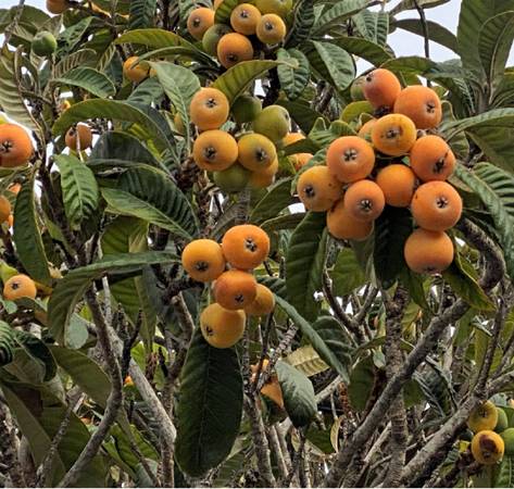 WANTED: Loquats 1