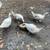 Ducks 1 thumbnail