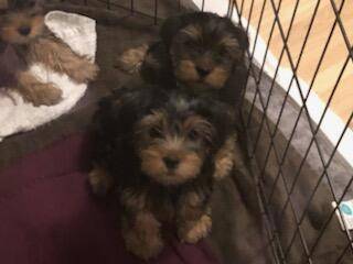 Rehoming adorable puppies (Rawlins)63655939193089120