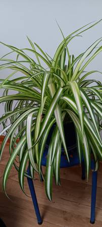 Spider plants 1