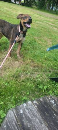 Free 1 year old female dog (Carbondale)