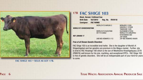 Wagyu cattle 5 embryos 24 semen straws 1