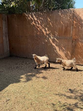Pygmy Goats 1