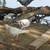 Pigeons for sale 1 thumbnail