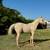 Horse AQHA Yearling Gelding  *Reduced* 3 thumbnail