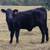 Brangus Heifer 1 thumbnail