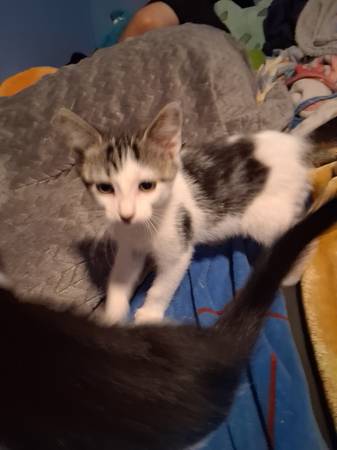 Baby kittens (Dawsonville)63881507272195120