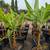Banana Tree 🍌🍌 5 thumbnail