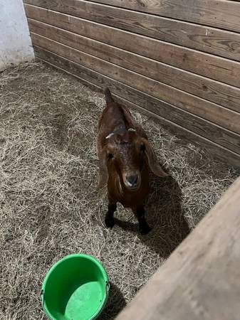Boer doeling 1