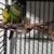 Birds / decluttering 8 thumbnail