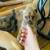 Weenie Dogs 2 thumbnail