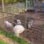 Mini Pigs 3 thumbnail