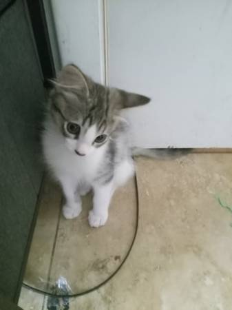 11 week old male kitten to good home 1