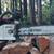 stihl ms 311 chainsaw 20" bar 4 thumbnail