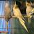 Cockatiels not tame 3 thumbnail
