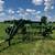 851 JOHN DEERE HAY RAKE '' LIKE NEW '' TRADE FOR TEDDER 3 thumbnail