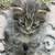 Kittens 1 thumbnail