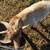 Fainting bucks 4 thumbnail