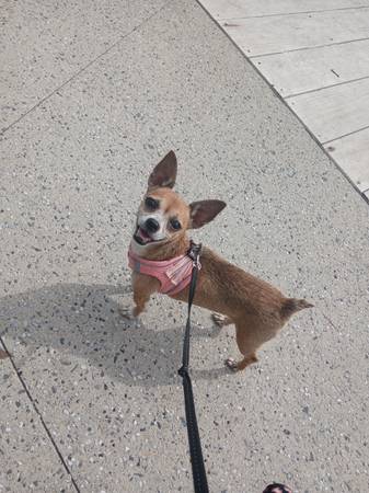 ReHoming A Chihuaha (Cobble Hill)