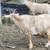 DAWRF GOATS FOR SALE 1 thumbnail
