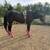 Running Bred Stud/Gelding For Sale 2 thumbnail