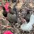 Bantam roosters and hens -super friendly 1 thumbnail