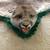 Mountain Lion (cougar) Hide 3 thumbnail