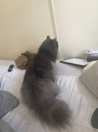 Persian cat 3y/o64018507638657120