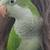 QUAKER PARROT With huge cage and lots of accessories! 4 thumbnail