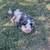 I have two kunikuni piglets roughly 6 months old fixed 4 thumbnail